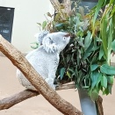 神戸市立王子動物園の動物たち！！②コアラがいっぱいです！！
