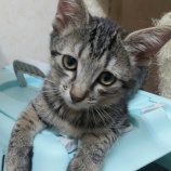 『子猫ちゃんの紹介』の画像