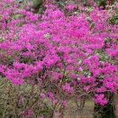 ミツバツツジとモクレン