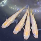 『🐟メダカ•金魚入舎情報‼️』の画像