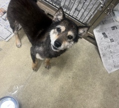 かおりんのシェルターマジック🩷✨✨✨