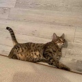 暑いので、豆乳かき氷が大人気