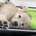 マイペースなワンちゃん紹介！