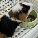 ロングヘアーともるもる