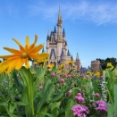 夏のディズニーランドを楽しむ　真夏のTDR＆ディズニーオンアイスを楽しむ2025夏休みその8