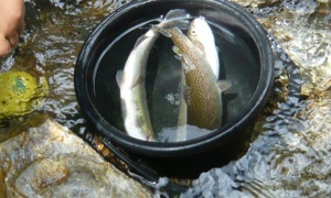 今年も虹色のマスが捕食されました