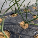 年末のタマネギの追肥