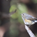奥庭　ルリビタキ、ウソ