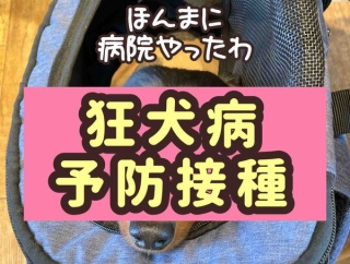 ポコちゃん初受診。