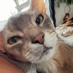おうちごはんとおかしとねこ