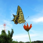 enkaizannomoriのblog