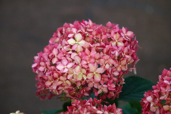 モナガーデン 中西園芸のblog