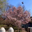 アメリカ消費者物価が大幅に上昇!