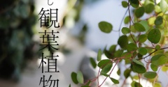 土なし観葉植物とNew in ナチュラルインテリア雑貨【PR】