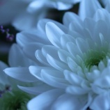 『葬儀のかたち』の画像