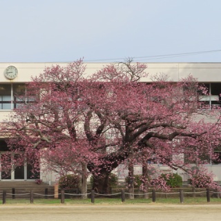 向島ポンポコ日記