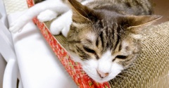 見えるところにいたい猫。