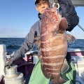 イワシの泳がせ　マハタ