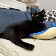 猫に好かれている夫と娘の戦い