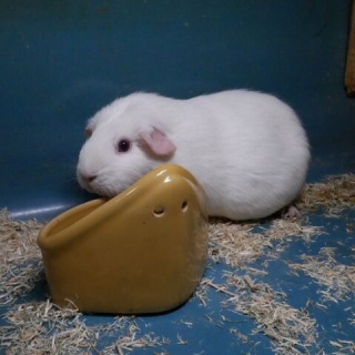 ペットショップふじやのブログ