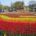 木曽三川公園チューリップ