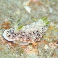 6月12日　テヌウニシキウミウシ
