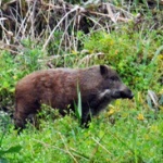 【塀の壁より法の壁】ウリボウ「出れない、助けて」役所「ダメ」　一年後…イノシシ「まだ出れない、助けて」