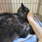 みにみゅう　猫の飼い主さん募集中　