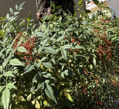 秋を感じました