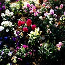 Google Gemini 0012: ネット・リテラシーの問題について聞いてみました