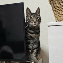 ワールドカップ