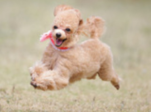 5-20-2　星野　リリィちゃん　1歳　南あわじドッグラン・飛行犬撮影所にて