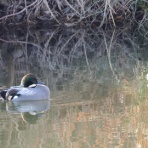 シニアの鳥撮り・素人日記