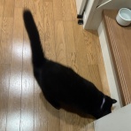 おそらくその平凡こそ幸せ　猫と私と家族の日常