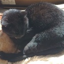 【全く動じない】2026 ぽかぽか和室♪ No.4　～クロさん 編＿黒猫な日常：クロネコ「黒龍」