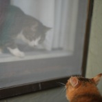 ねことアパートと1人暮らし～とらやんとおらと～