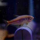 『5月23日(金)熱帯魚入荷情報&入荷予定情報🐟』の画像