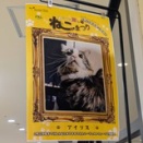 愛猫が選ばれた！