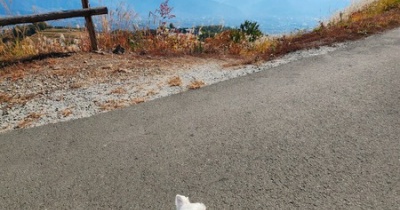 ほったらかしキャンプ場　～ぜんぜん、ほったらかしじゃないんだけれどね～