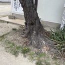 地元自治会館の桜