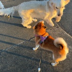 life with ranran & lili