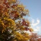 秋の色