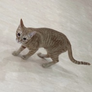 猫紹介★エラン