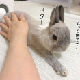 うさぎのルリ(8/1追記)