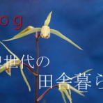 ハカマの寒蘭日記