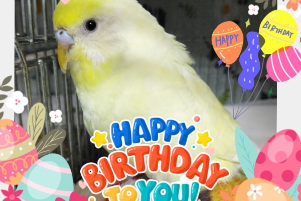 PBFDそらちゃんと☆あむしろインコ日記☆ - お誕生日♪