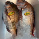 本日のおすすめ