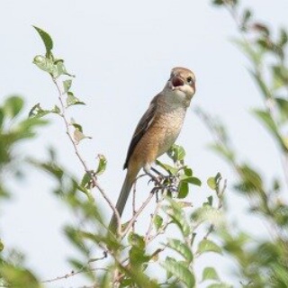 東京港野鳥公園　レンジャーブログ