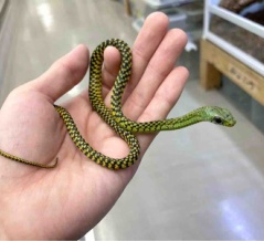 今週の2階新入荷 ヘビ、トカゲ