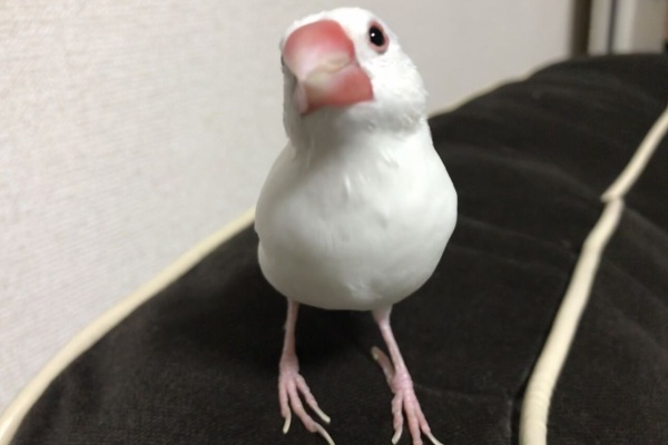 白文鳥 もちぶろぐ